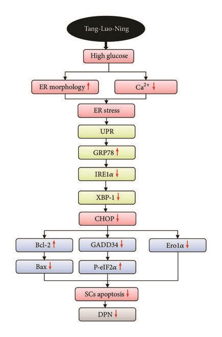 A The Mechanism Of ER Stress Induced Apoptosis Of SCs Under High