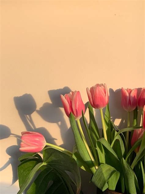 Pin by 𝐴𝑒𝑠𝑡ℎ𝑒𝑡𝑖𝑐 𝐴𝑏𝑖 on heart Tulips Flower aesthetic Tulips flowers