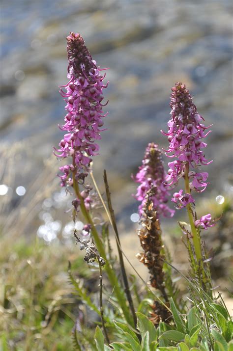 Elephant S Head Lousewort Pedicularis Groenlandica Flickr