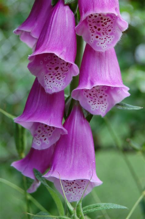 Foxglove Advice From The Herb Lady