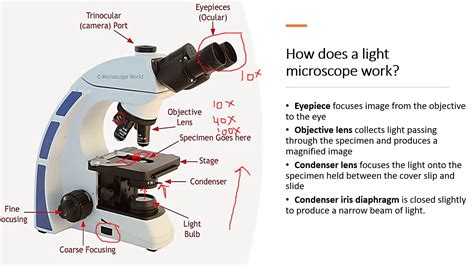 How Can A Light Microscope Work Lawanda Shultz