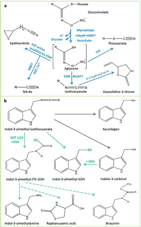 Figure From Glucosinolate Biosynthesis And The Glucosinolate