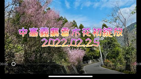 老翁退休遊記：中高義麝香木花初綻放 20220225 Youtube