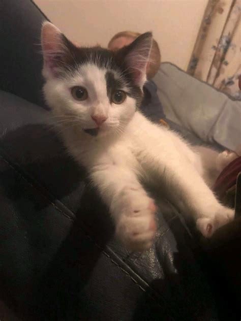 5 Month Old Kitten In Hull East Yorkshire Gumtree