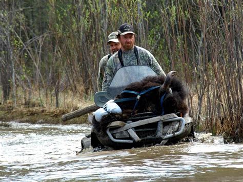 Free-Range Wood Bison Hunting in Alberta, Canada