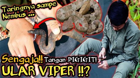 Nekad Sengaja Tangan Digigit Ular Viper Tanah Tangan Sampai Dikunyah