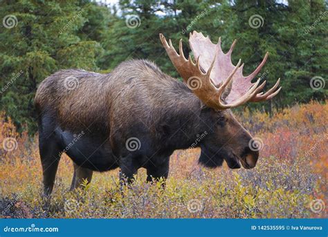 Moose Bull In Autumn Landscape In Alaska Stock Image Image Of North