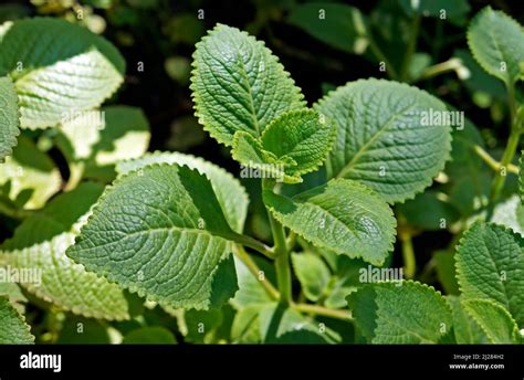 Cuban Oregano Indian Borage Indian Mint Mexican Mint Mexican