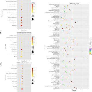Functional enrichment analysis of targets of differentially expressed ... 