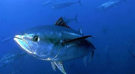 Resepi Pemancing Singgang Pedas Ikan Begahak Umpan