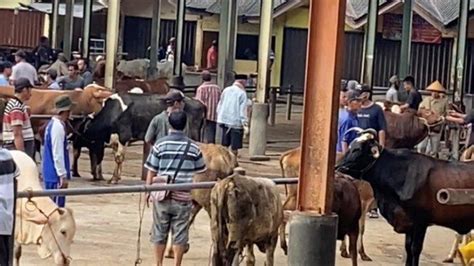 Hewan Ternak Kena Penyakit Mulut Dan Kuku Capai Ekor Pemkab