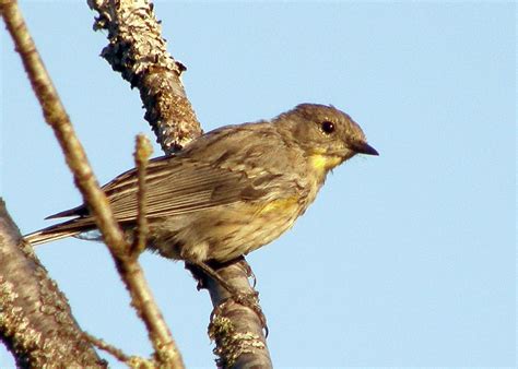 Juvenile Yellow Rumped Warbler Taken At Elgin Park Surrey Flickr