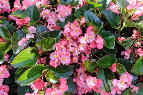 How To Overwinter Begonias An Experts Guide Livingetc