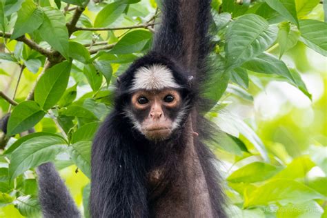 White Cheeked Spider Monkey In October By Jessica Dos Anjos