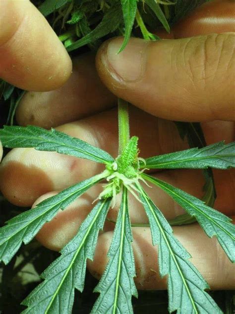 10 Odd Realities About Growing Cannabis Plants Grow Weed Easy