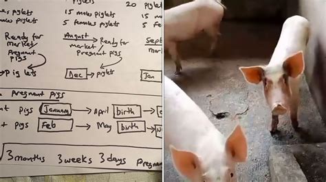 Pig Farming The Right Way 2 Business Plan YouTube