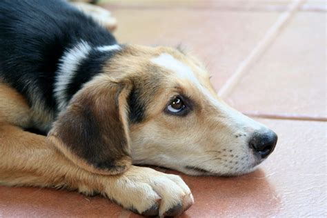 Entre fogueiras e fogos saiba como cuidar dos pets no período das