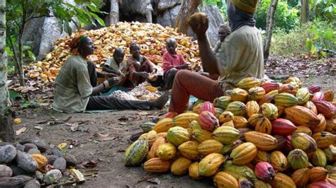 Cocoa and its Health Benefits - GhScientific