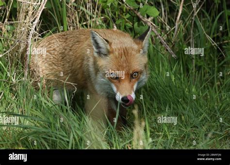 Fuchs mit der zunge raus Fotos und Bildmaterial in hoher Auflösung