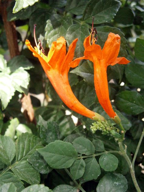 Cape Honeysuckle September Plant Of The Month Garden Center Nursery