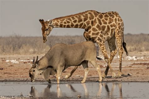 Eland - Africa Geographic