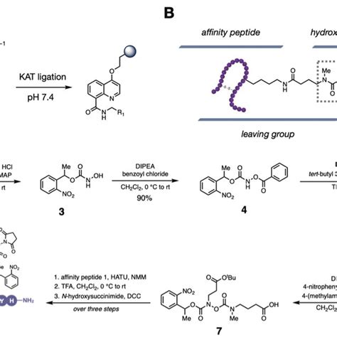 A Affinity Peptide Mediated Functionalization Of Iggs Ajicap The