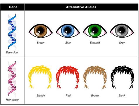 Eye Color Chart Genetics