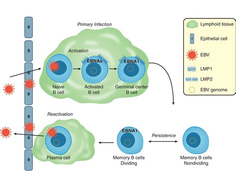 Epstein Barr Virus And Associated Lymphoproliferative Conditions Clinical Tree