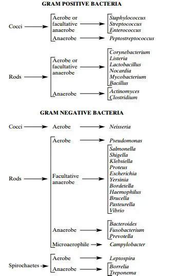 Gram Staining Principle Procedure And Results Microbeonline