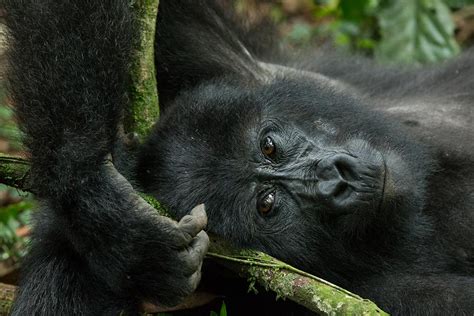 Gorilla Trekking In Rushaga Region Gorilla Safaris From Kigali