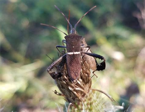 Eastern Leaf Footed Bug Project Noah