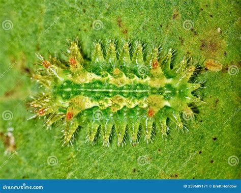 Spiny Oak Slug Caterpillar Euclea Delphinii On A Diseased Maple Leaf