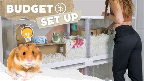 How To Set Up A Hamster Cage On A Budget In Hamster Cages