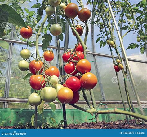 Tomates Rojos Y Verdes Que Maduran En El Arbusto En Un Invernadero Foto