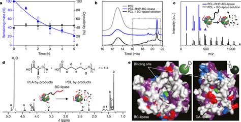 Embedded BClipase Depolymerizes Polyesters Via Chain End Mediated