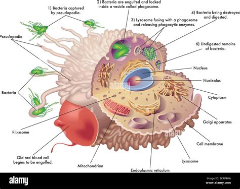 Medical Illustration Of The Structure And Function Of A Macrophage