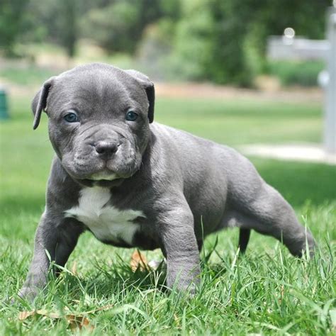 Types Of Pitbulls Learn The Different Breeds And Characteristics