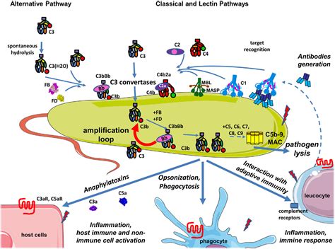 Frontiers Complement System Part I Molecular Mechanisms Of