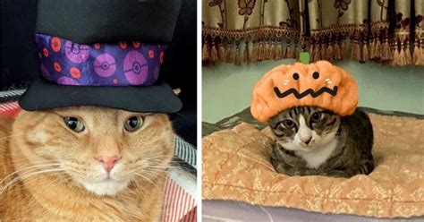 23 Adorable and Wholesome Cats in Halloween Costumes