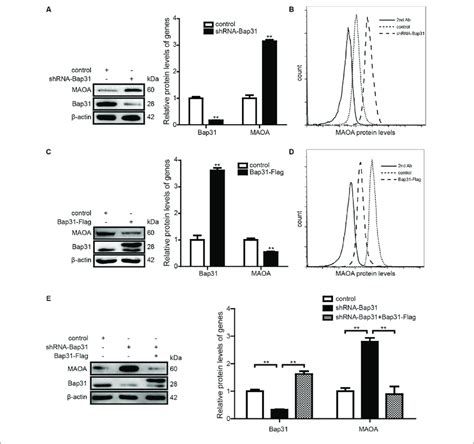 The Expression Levels Of Monoamine Oxidase A Maoa In Shrna Bap