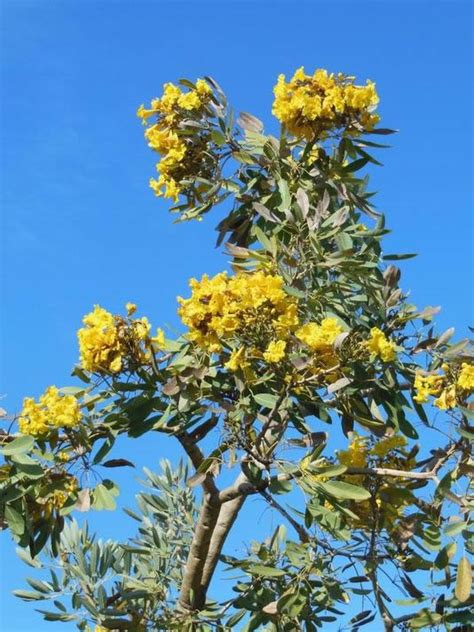 tabebuia argentea care transplanters sunshine coast brisbane south