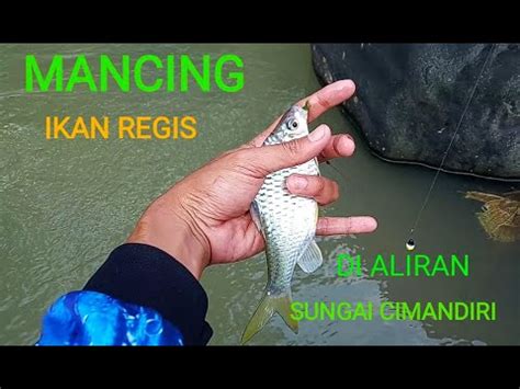 Mancing Ikan Regis Wader Kepek Di Sungai Arus Deras Youtube