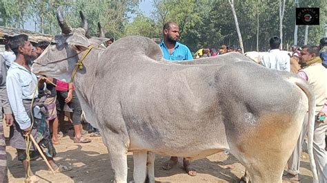 ৮ মার্চ২৪ ইন্ডিয়ান হরিয়ানা ও দেশাল জাতের বড় বড় বলদ গরু