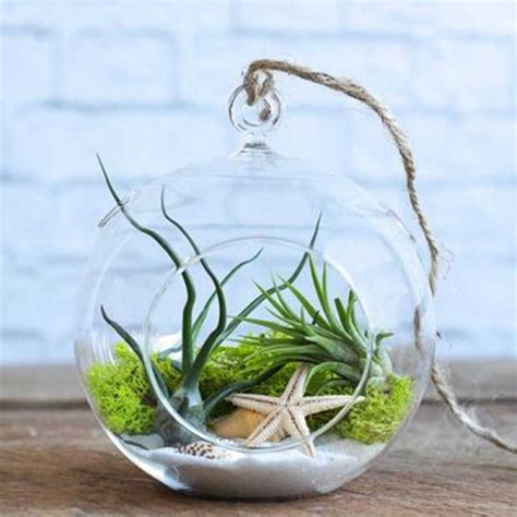 Hanging Round Glass Air Plant Terrarium Wild Roots