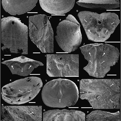 The Cambrian Evolution Of Brachiopods And Initiation Of Constructing