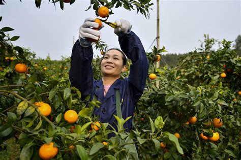 返乡种沃柑 开辟致富路医药医改频道东方养生