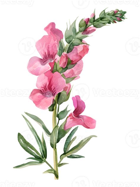 Ai Generated Snapdragons Flower Minimal Watercolor On White Background
