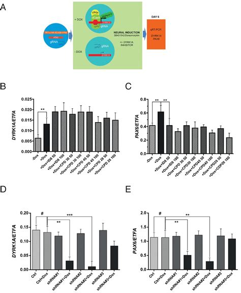 Figures and data in Inhibition of DYRK1A disrupts neural lineage ...