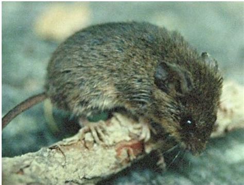 9 Types Of Mice And Rats Found In Alabama Bird Watching Hq