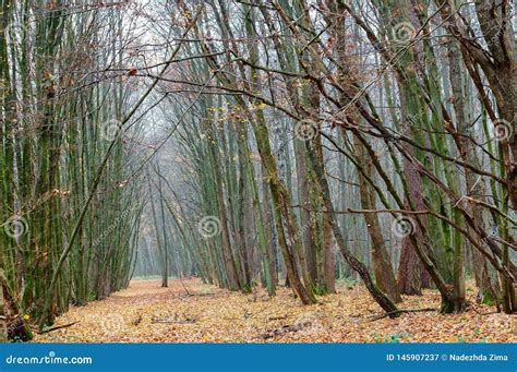 El Camino En Las Hojas Del Bosque Del Oto O Amarilleado Y Enrojecido